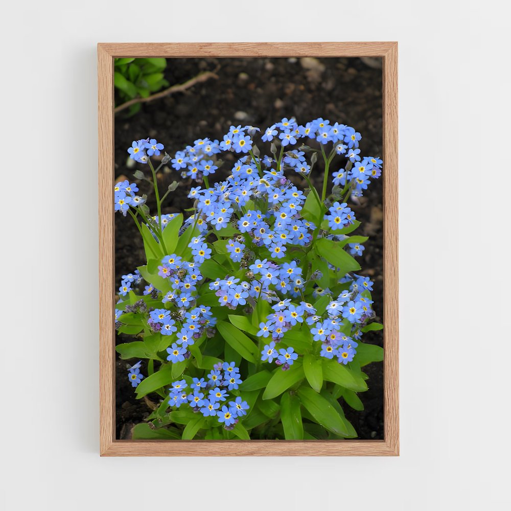 ap-forget-me-not-3 cadre Bois clair