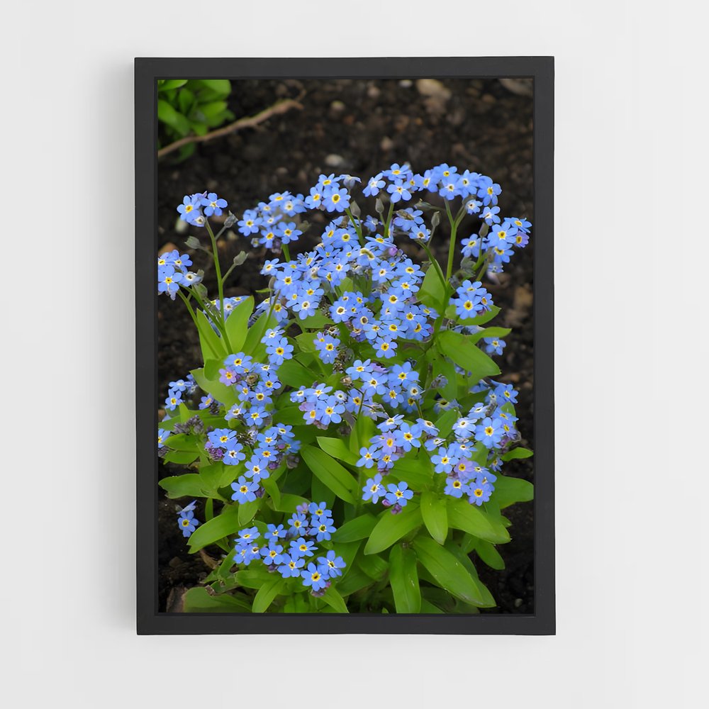 ap-forget-me-not-3 cadre Noir