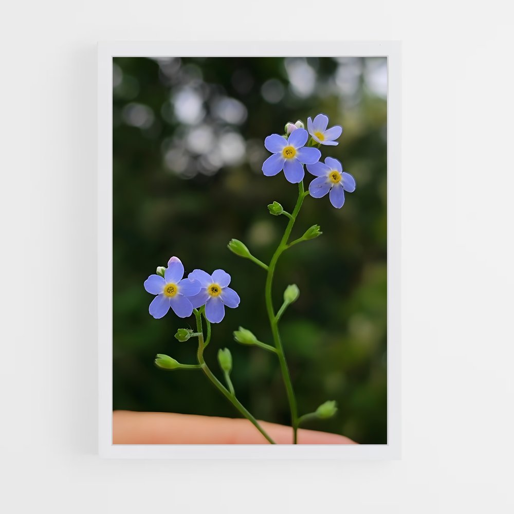 ap-forget-me-not-5 cadre Blanc
