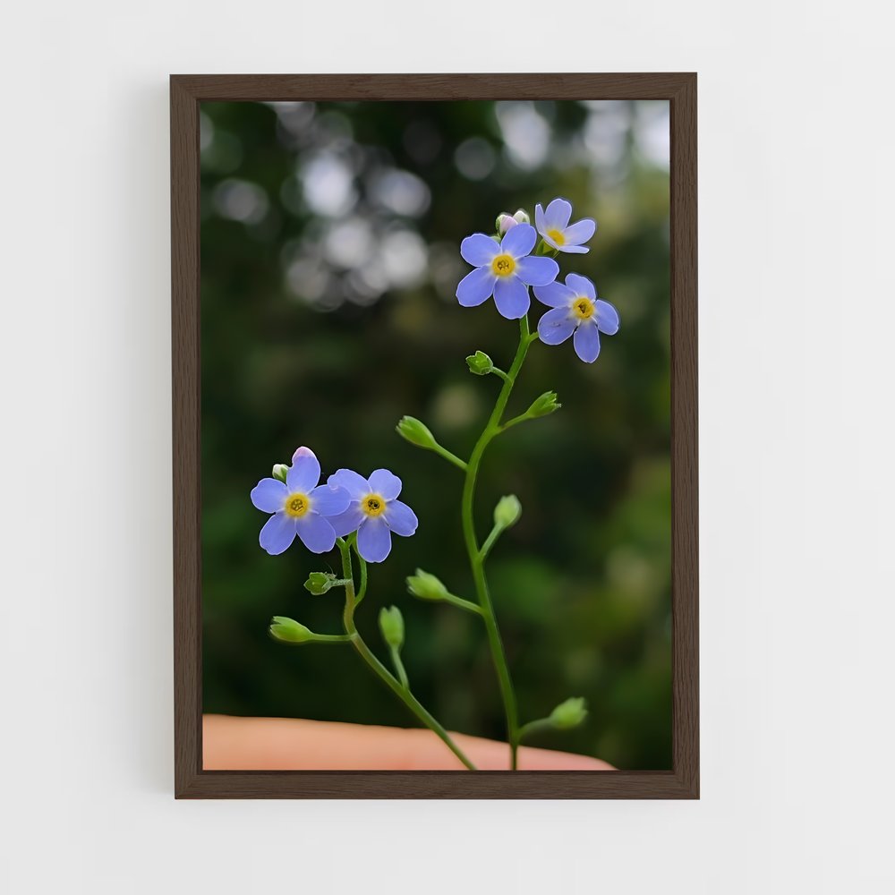 ap-forget-me-not-5 cadre Bois foncé