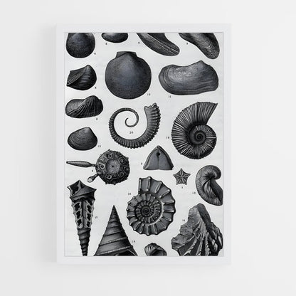 ap-fossils-1 cadre Blanc
