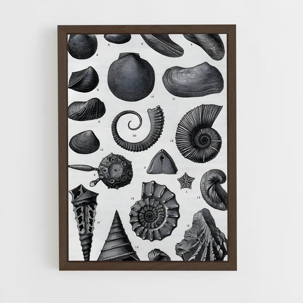 ap-fossils-1 cadre Bois foncé
