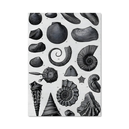 Poster Coquillages Éternels