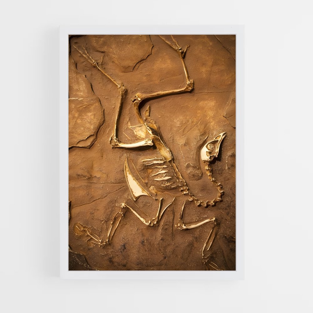 ap-fossils-3 cadre Blanc