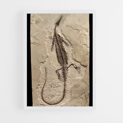 ap-fossils-7 cadre Blanc