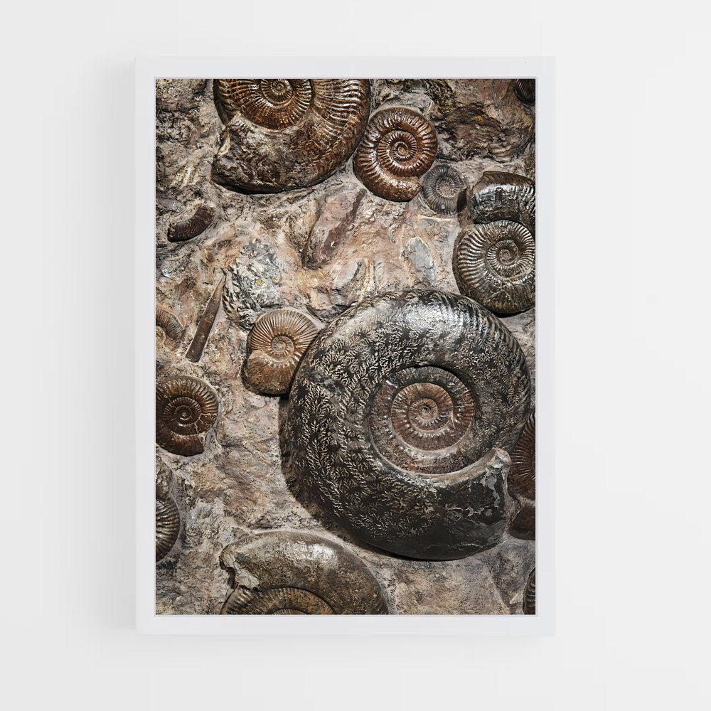 ap-fossils-8 cadre Blanc