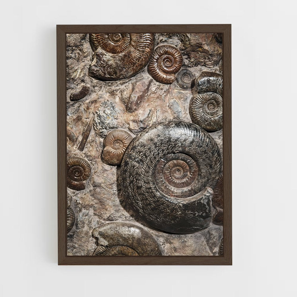 ap-fossils-8 cadre Bois foncé