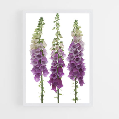 ap-foxglove-3 cadre Blanc