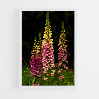 ap-foxglove-4 cadre Blanc