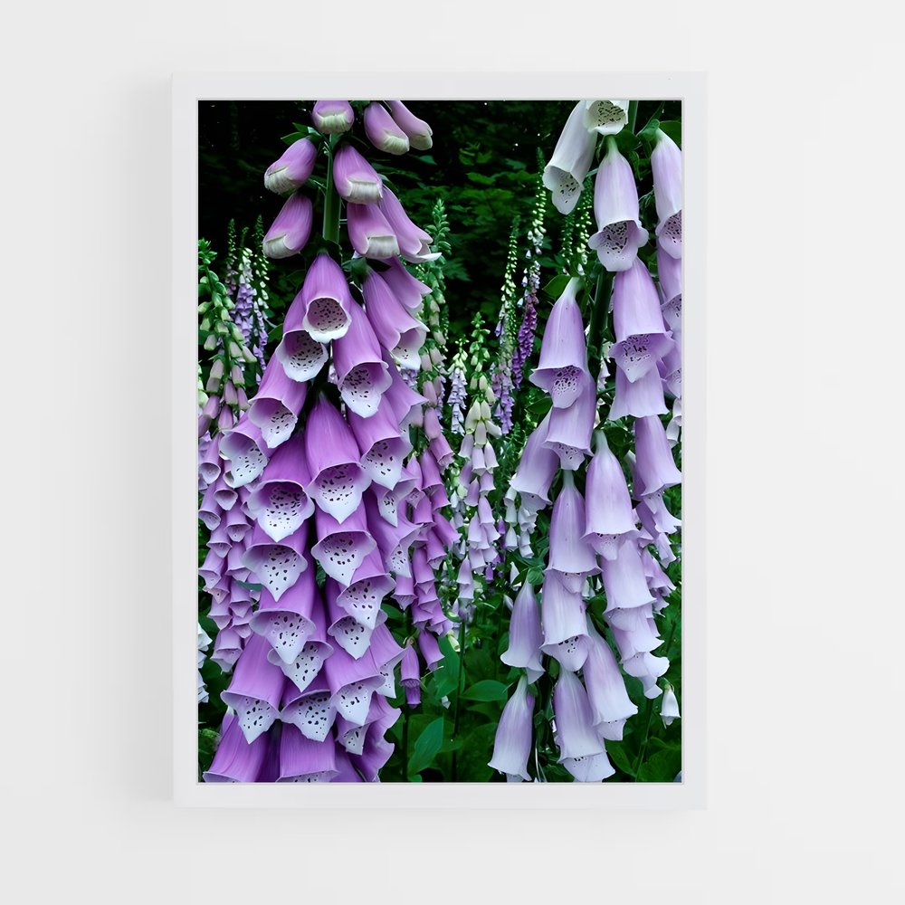 ap-foxglove-5 cadre Blanc