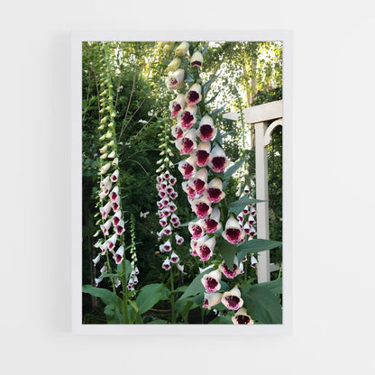 ap-foxglove-7 cadre Blanc