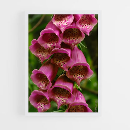 ap-foxglove-8 cadre Blanc