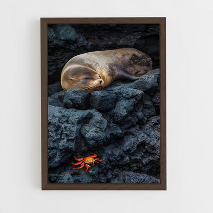 ap-galapagos islands-3 cadre Bois foncé