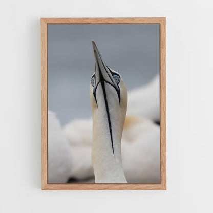 ap-gannet-10 cadre Bois clair