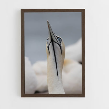 ap-gannet-10 cadre Bois foncé