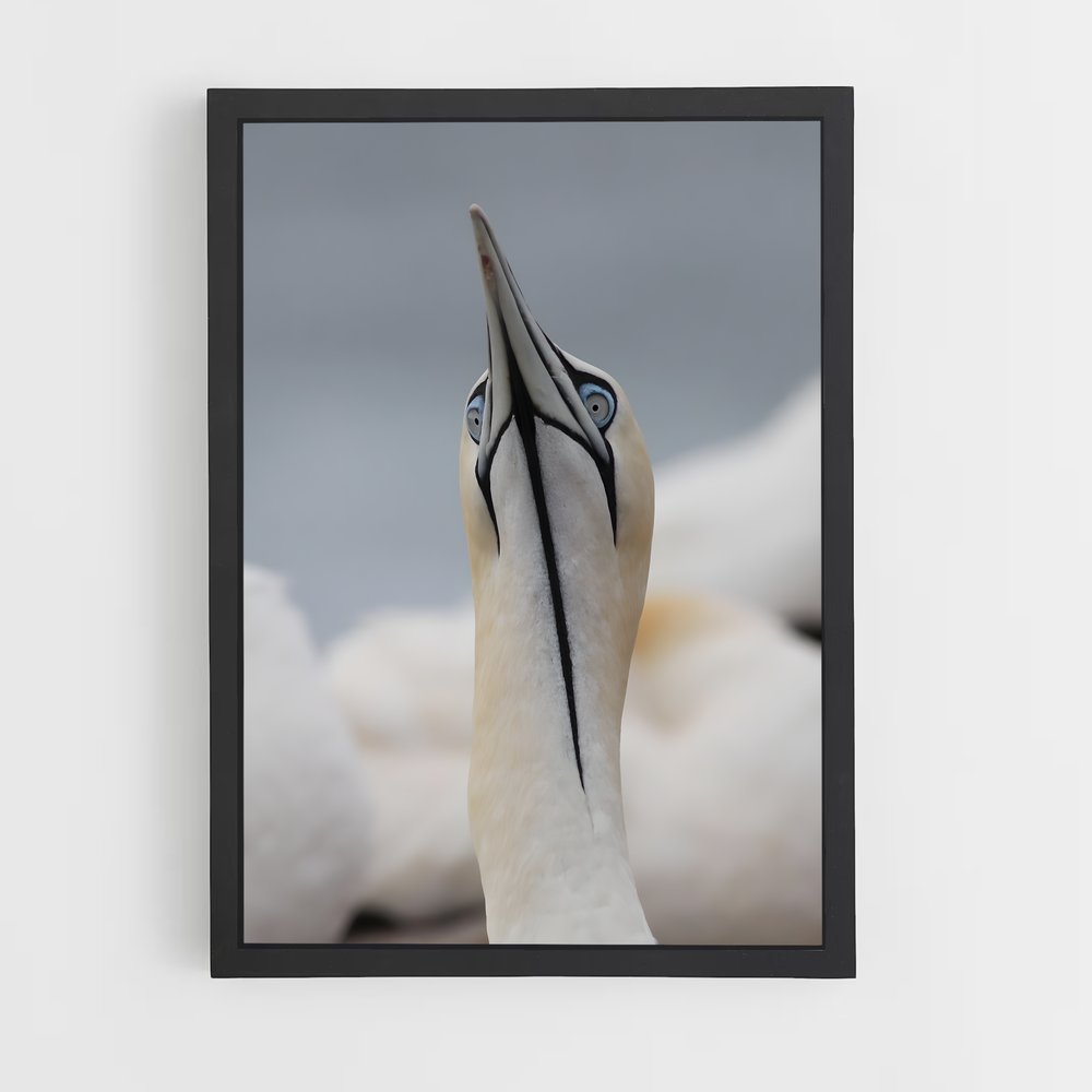 ap-gannet-10 cadre Noir