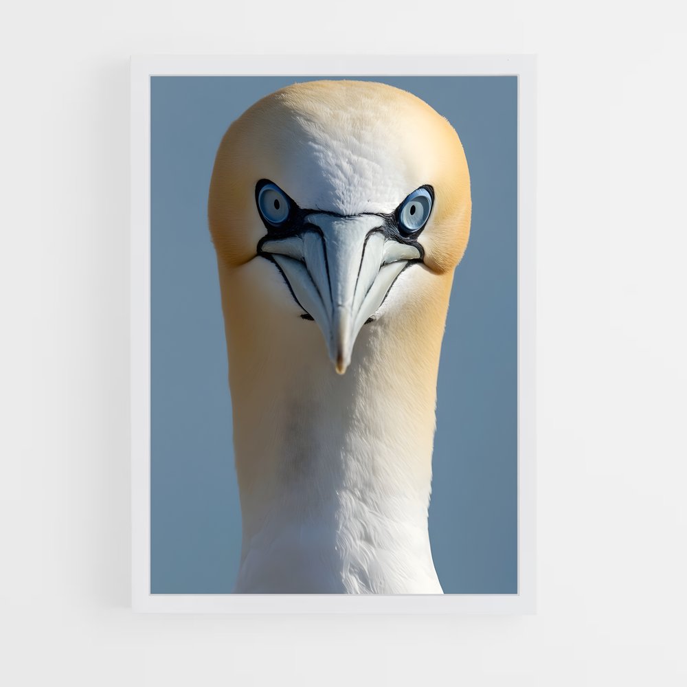 ap-gannet-9 cadre Blanc