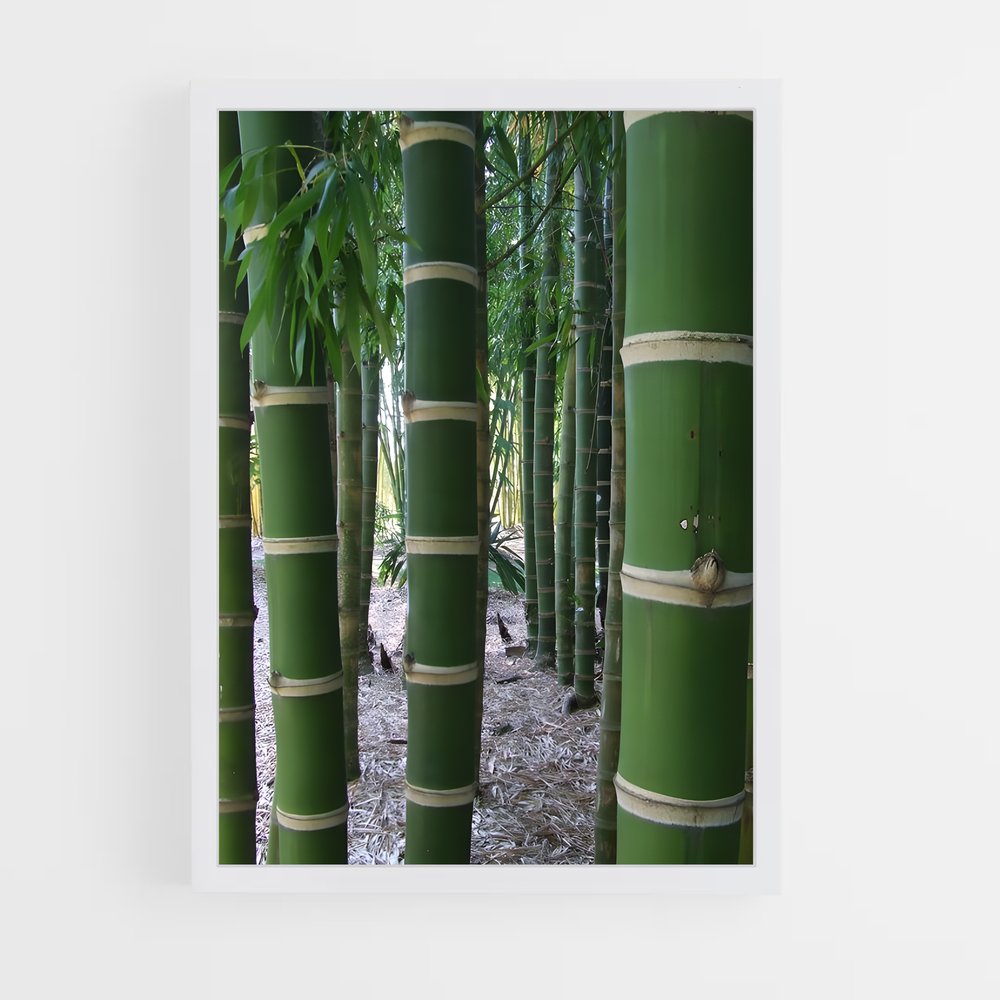 ap-giant bamboo-2 cadre Blanc