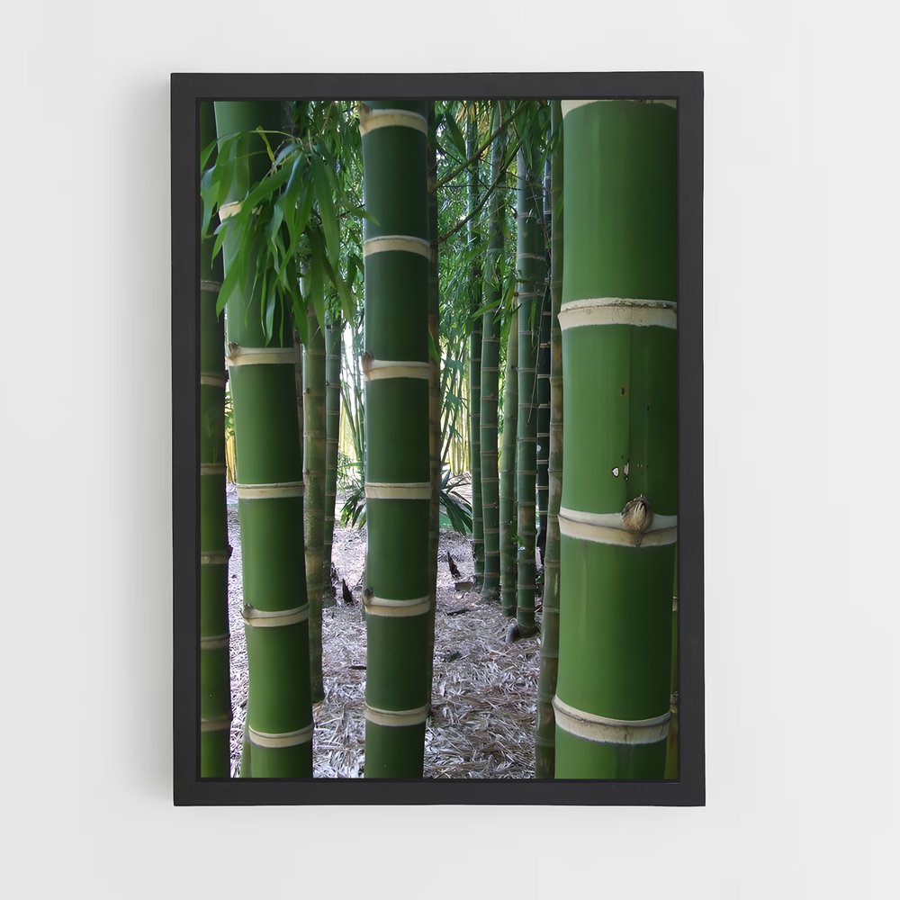 ap-giant bamboo-2 cadre Noir