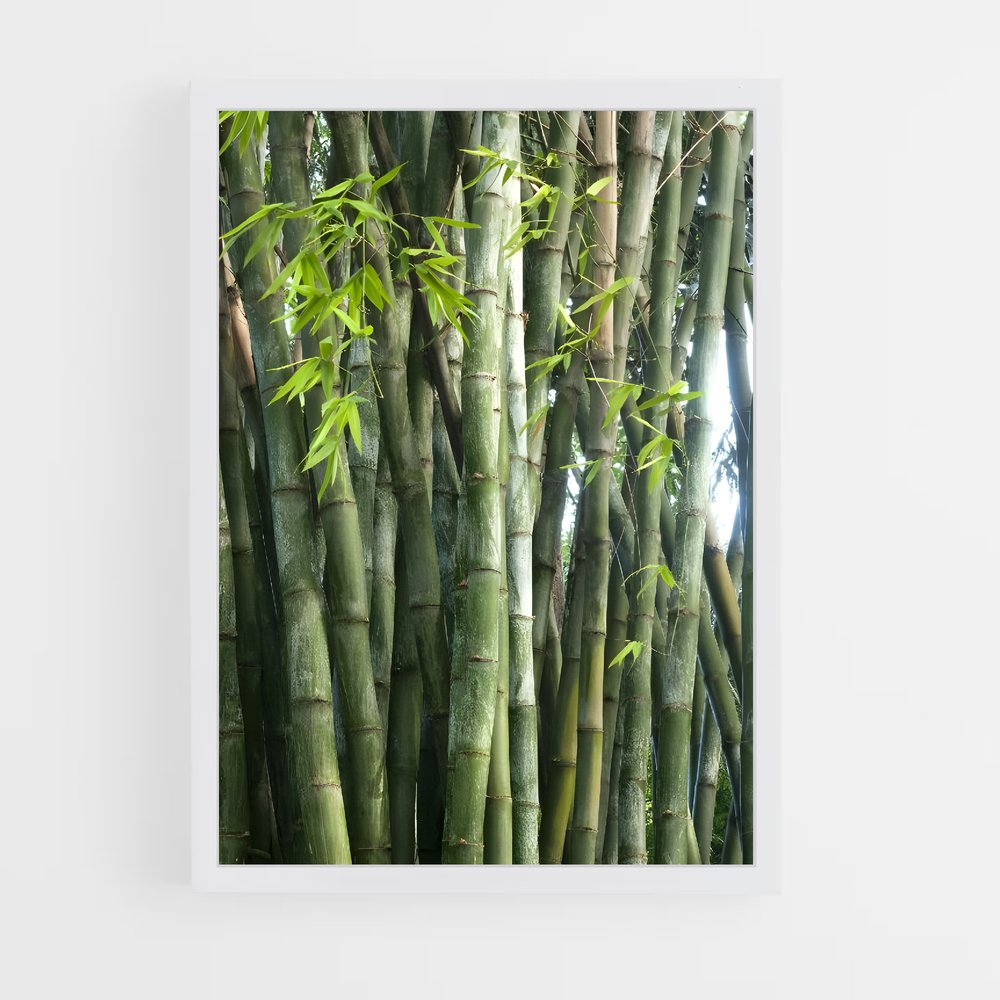 ap-giant bamboo-4 cadre Blanc