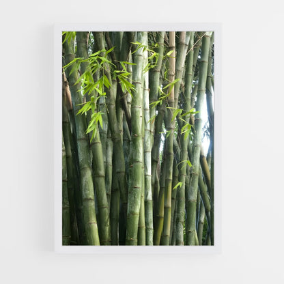 ap-giant bamboo-4 cadre Blanc
