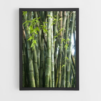 ap-giant bamboo-4 cadre Noir