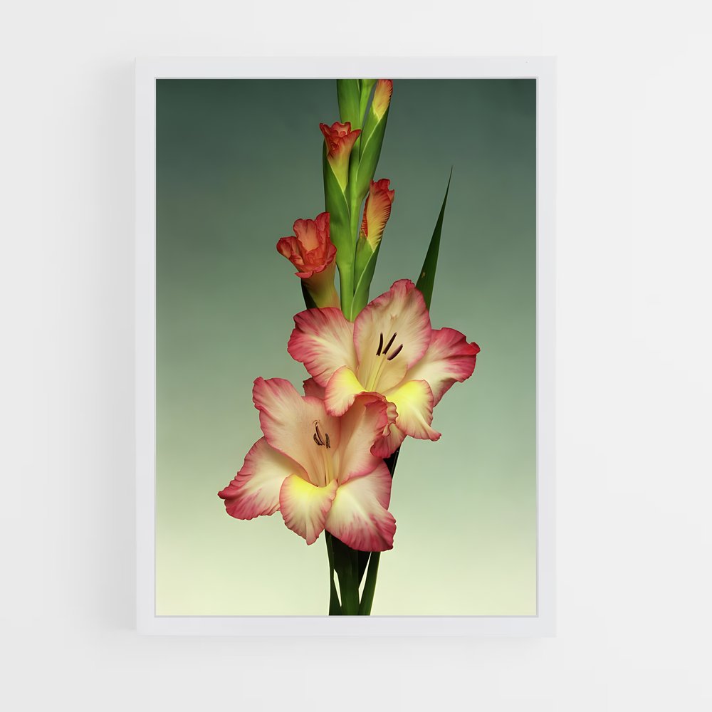 ap-gladiolus-1 cadre Blanc