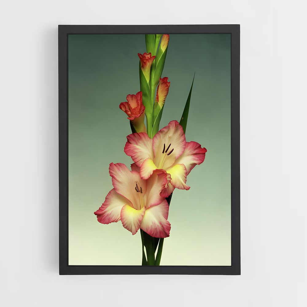 ap-gladiolus-1 cadre Noir