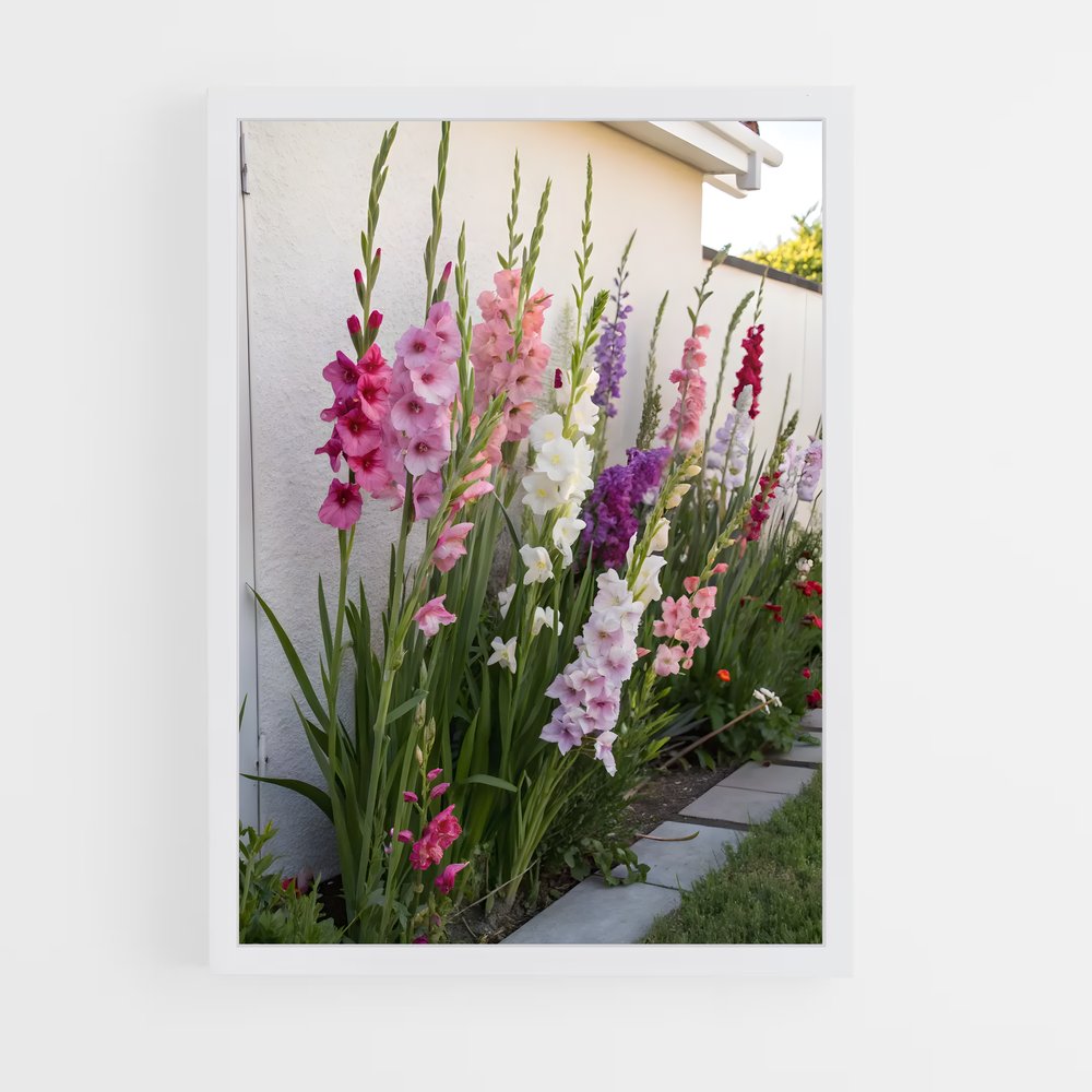 ap-gladiolus-10 cadre Blanc