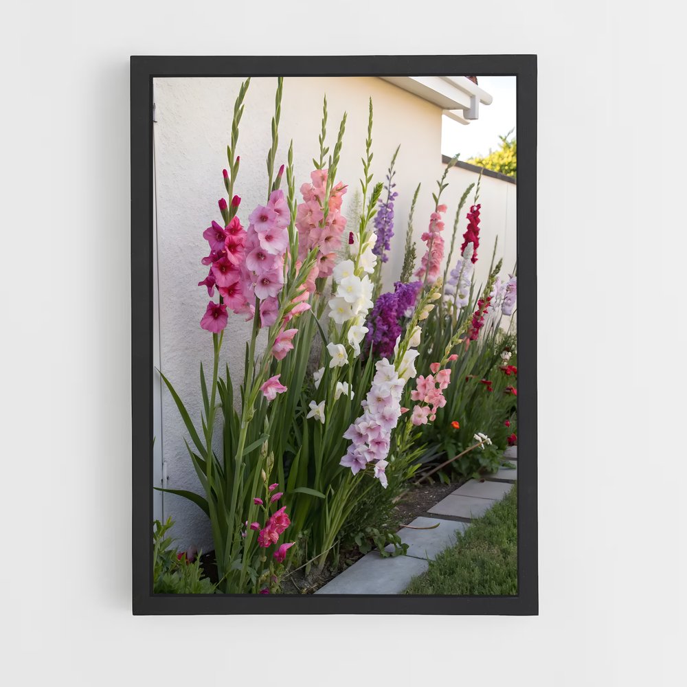 ap-gladiolus-10 cadre Noir