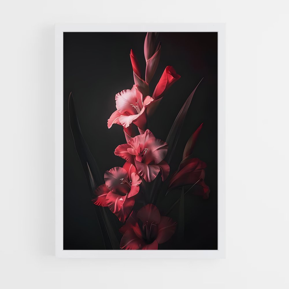 ap-gladiolus-12 cadre Blanc