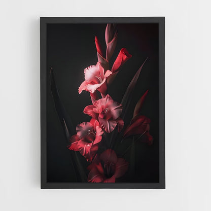 ap-gladiolus-12 cadre Noir