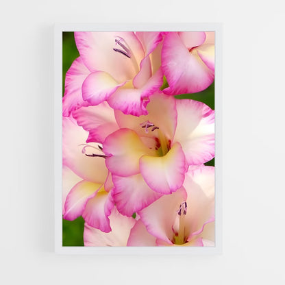 ap-gladiolus-13 cadre Blanc