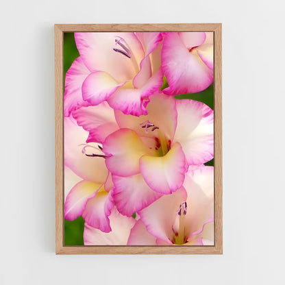 ap-gladiolus-13 cadre Bois clair