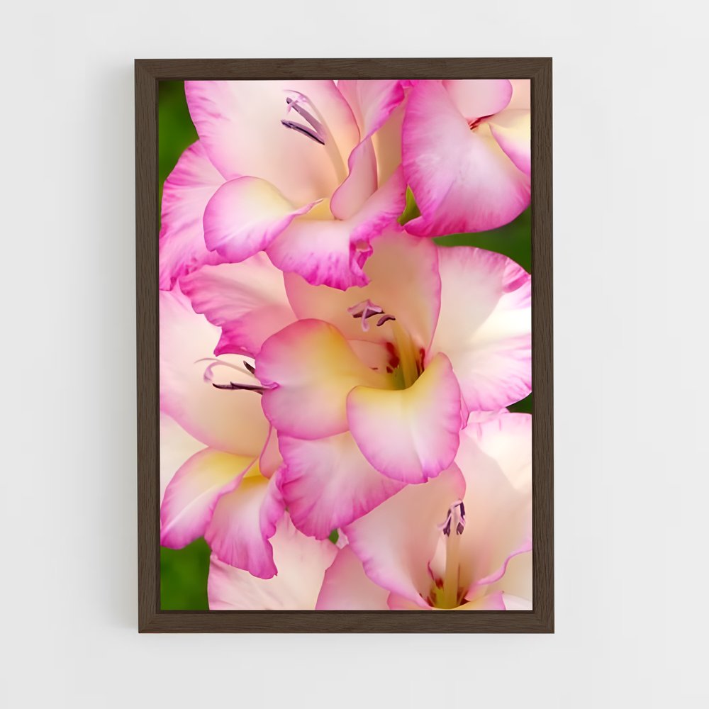 ap-gladiolus-13 cadre Bois foncé
