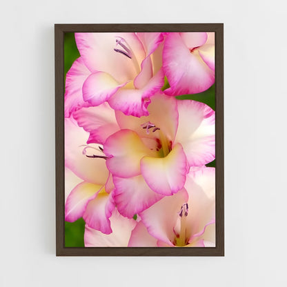 ap-gladiolus-13 cadre Bois foncé