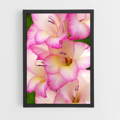 ap-gladiolus-13 cadre Noir