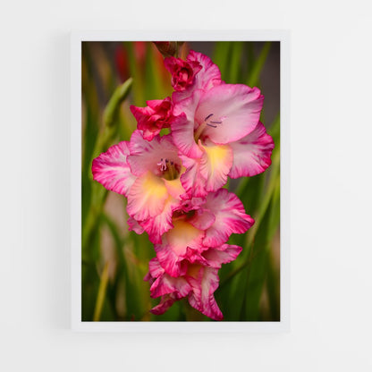 ap-gladiolus-14 cadre Blanc