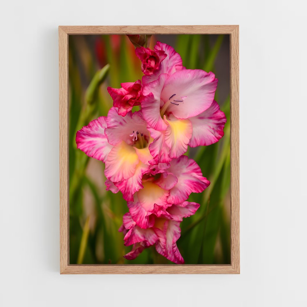 ap-gladiolus-14 cadre Bois clair