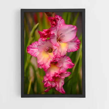 ap-gladiolus-14 cadre Noir