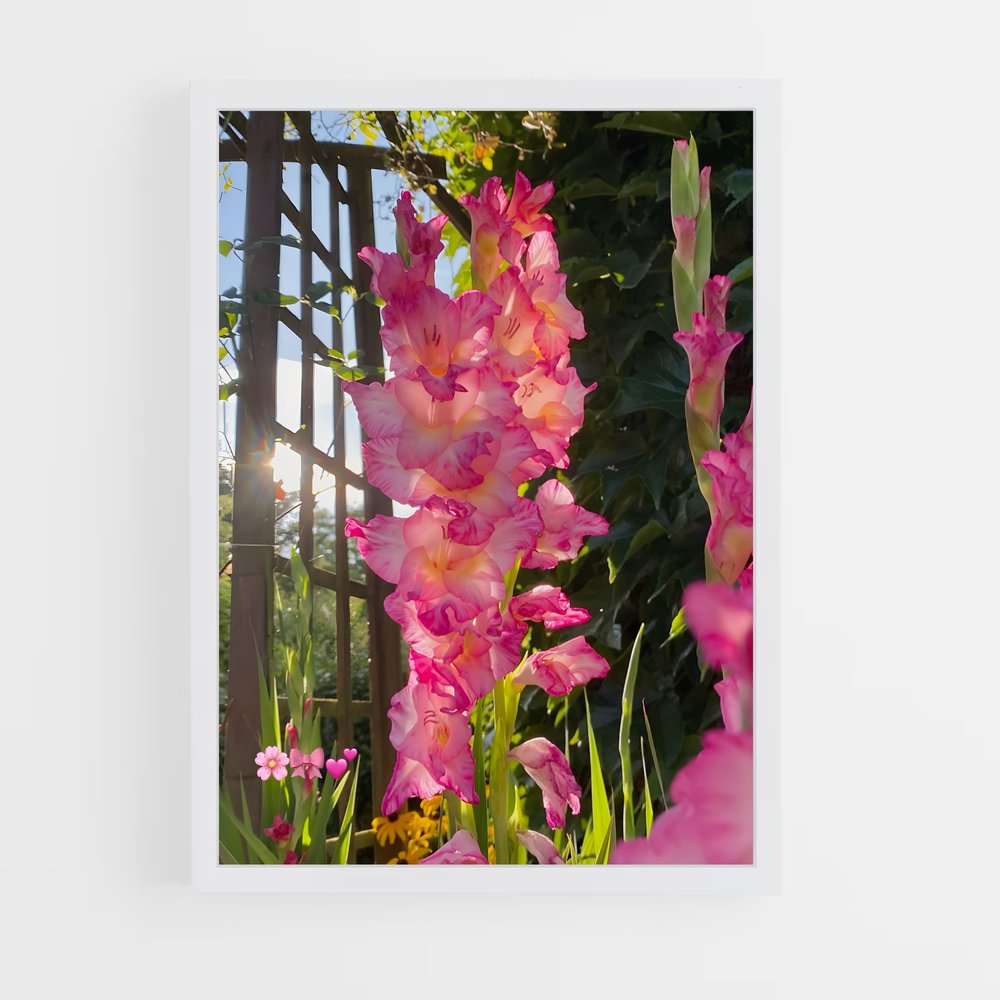 ap-gladiolus-3 cadre Blanc