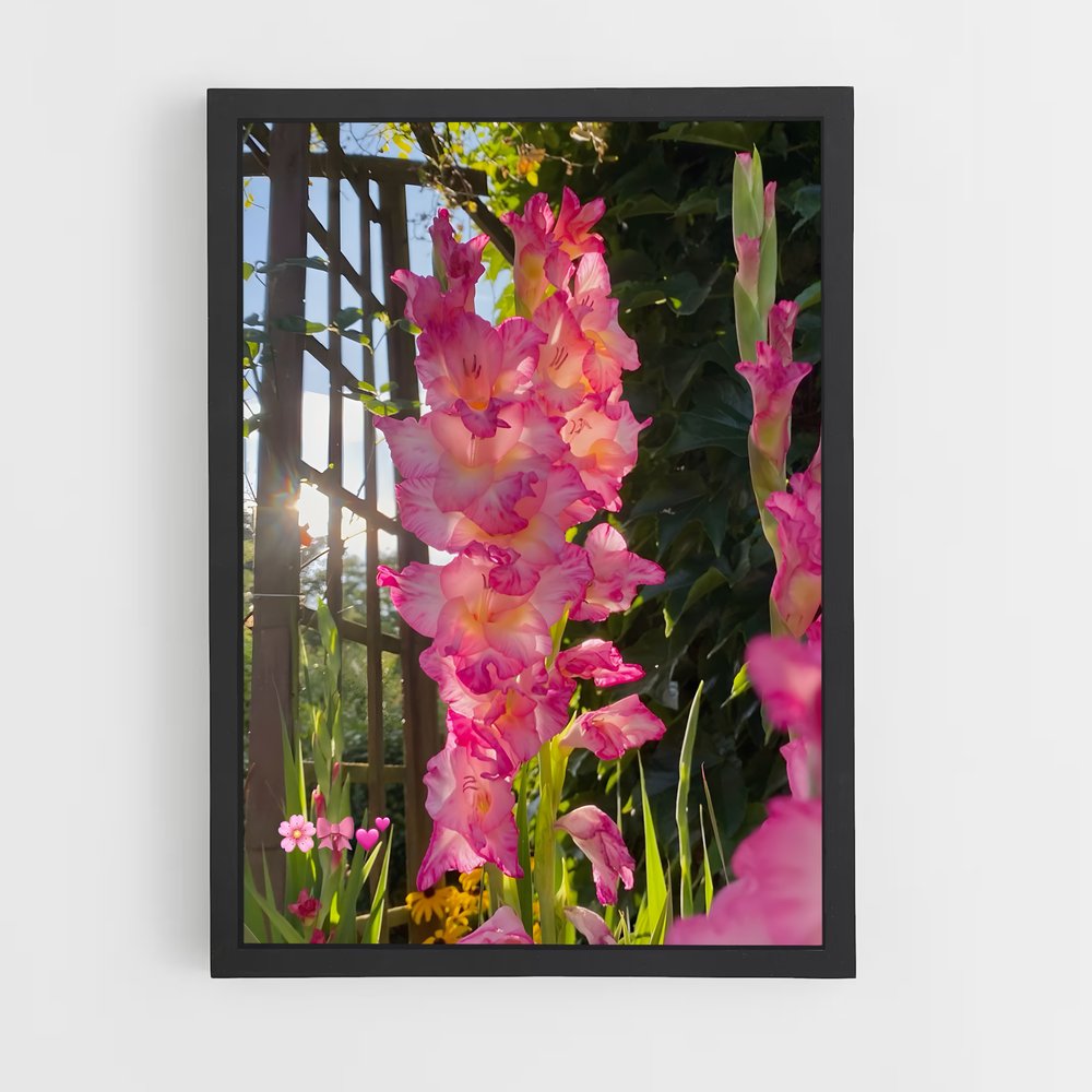 ap-gladiolus-3 cadre Noir