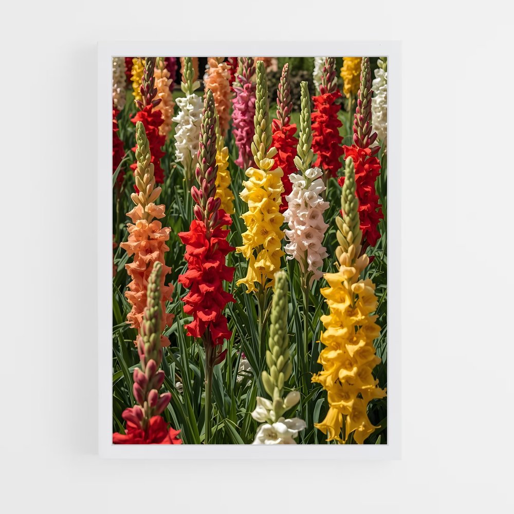 ap-gladiolus-4 cadre Blanc