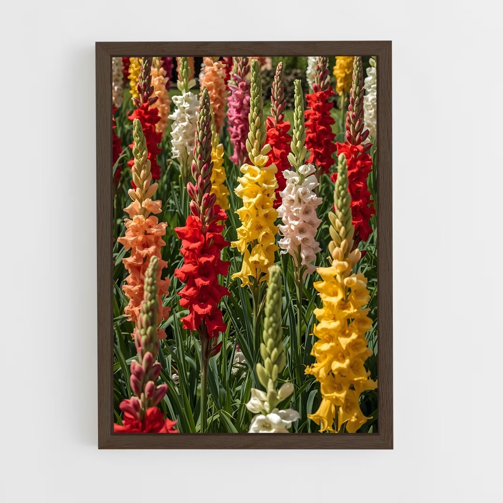 ap-gladiolus-4 cadre Bois foncé