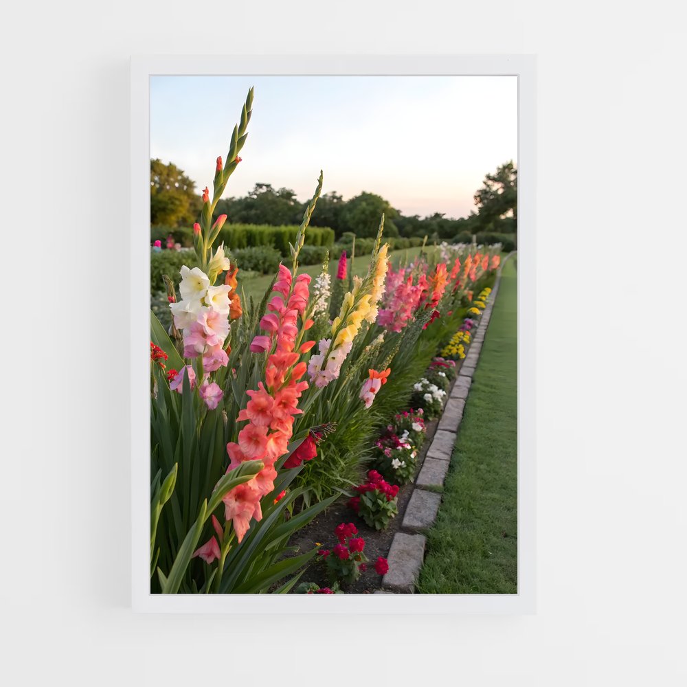 ap-gladiolus-5 cadre Blanc