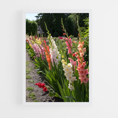 ap-gladiolus-6 cadre Blanc