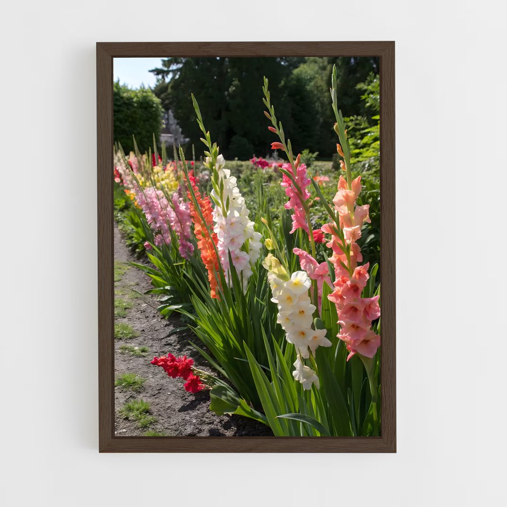 ap-gladiolus-6 cadre Bois foncé