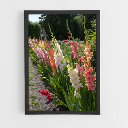 ap-gladiolus-6 cadre Noir