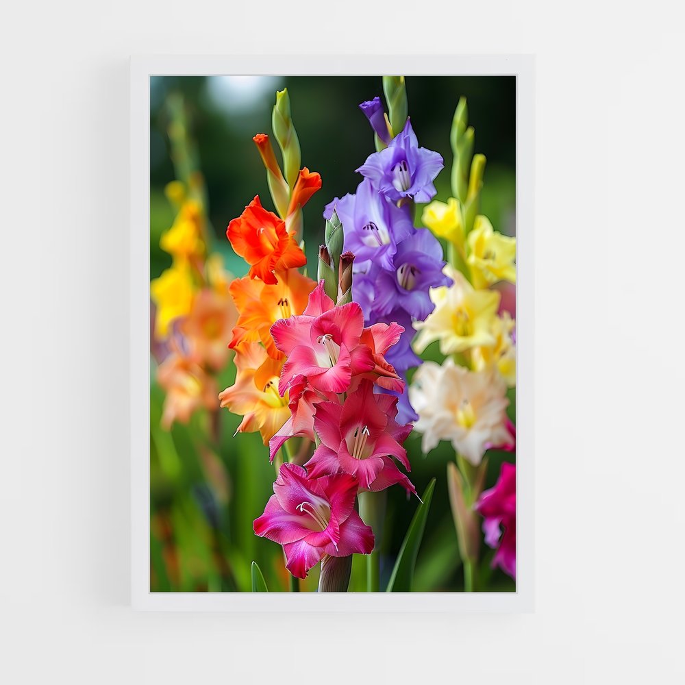 ap-gladiolus-8 cadre Blanc