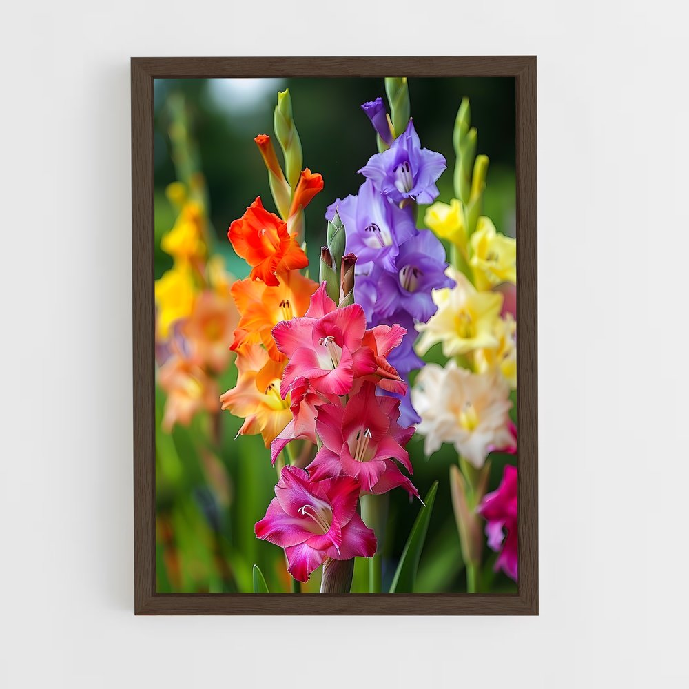 ap-gladiolus-8 cadre Bois foncé